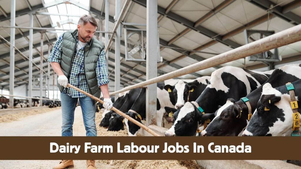 Dairy farm labour jobs in Canada